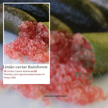 Limão Caviar Rainforest ( Citrus australasica)