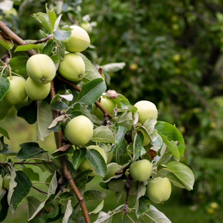 Macieira Transparente Blanche ( Malus Domestica)