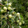 Macieira Transparente Blanche ( Malus Domestica)