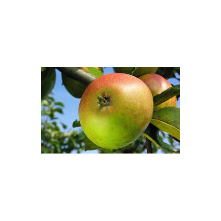Macieira Reinette des Capucins ( Malus Domestica)