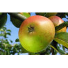 Macieira Reinette des Capucins ( Malus Domestica)