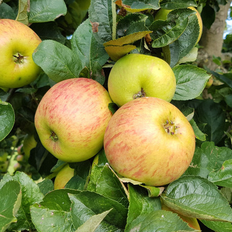Macieira Reinette de France ( Malus Domestica)