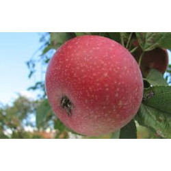 Macieira Reinette Étoilée ( Malus Domestica)