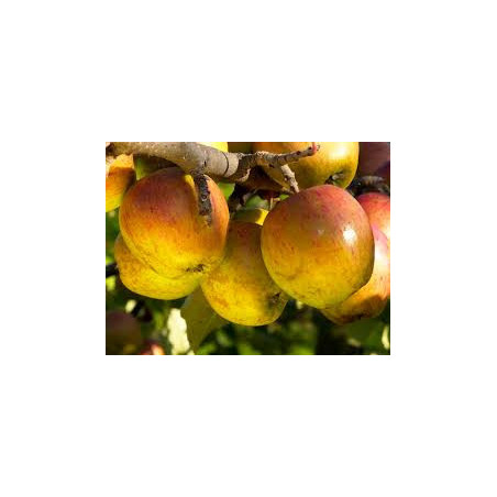 Macieira Gueule de Mouton ( Malus Domestica)