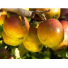 Macieira Gueule de Mouton ( Malus Domestica)