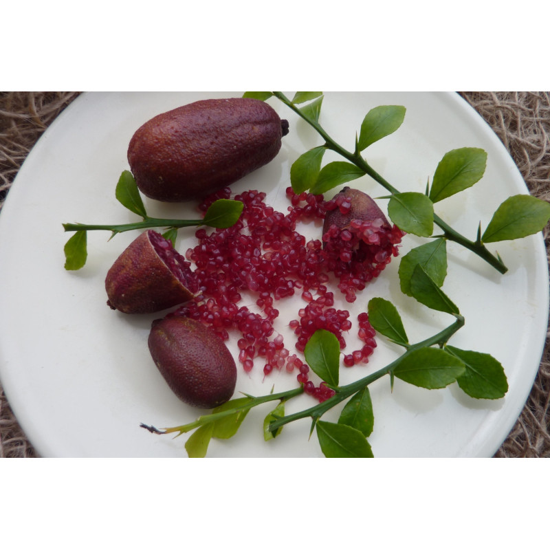 Limão Caviar Rosso ( Citrus australasica)