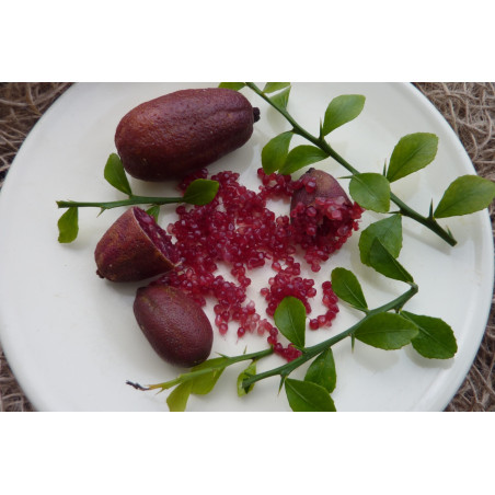 Limão Caviar Rosso ( Citrus australasica)
