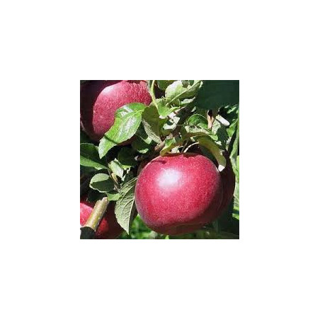 Macieira Jonathan ( Malus Domestica)