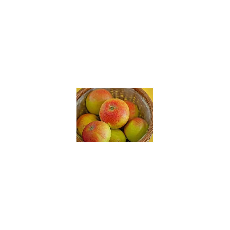 Macieira Alkmene ( Malus Domestica)