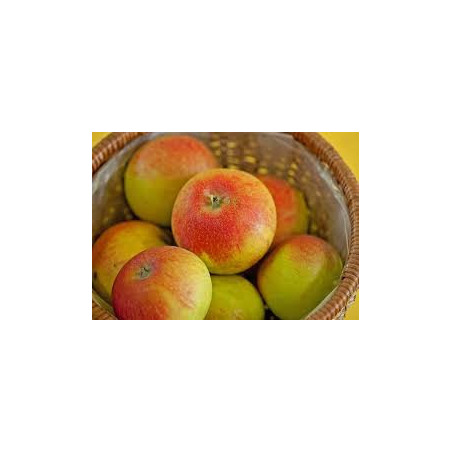 Macieira Alkmene ( Malus Domestica)