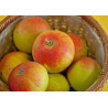 Macieira Alkmene ( Malus Domestica)