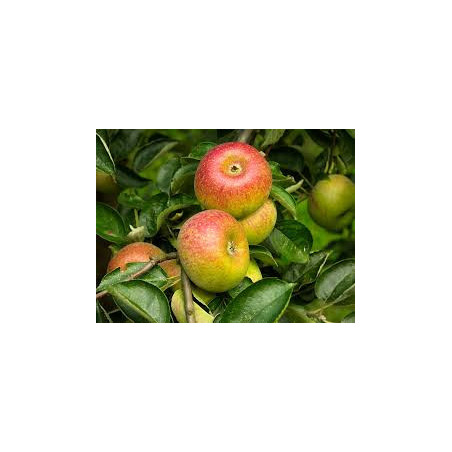 Macieira Court Pendu Rouge ( Malus Domestica Tribunal)