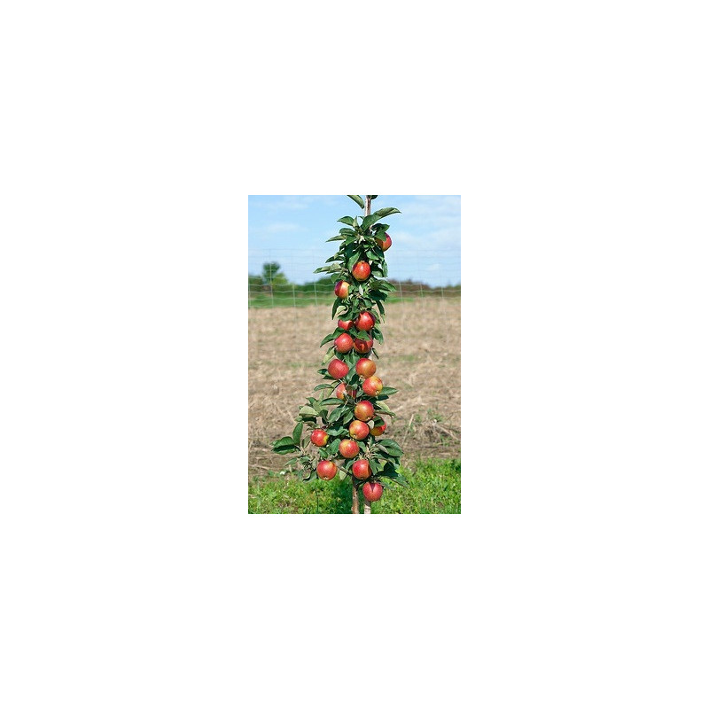Macieira Colunar Redcats ( Malus Domestica)