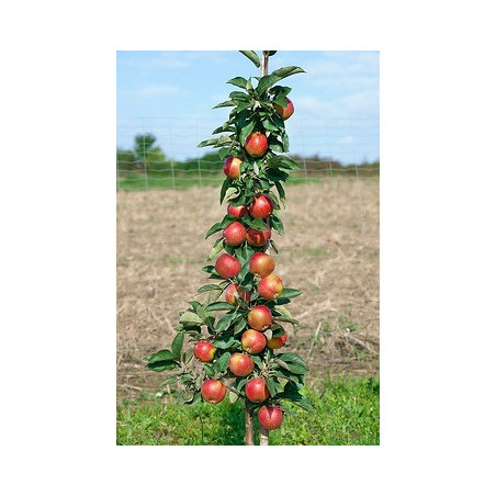 Macieira Colunar Redcats ( Malus Domestica)