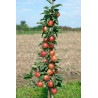 Macieira Colunar Redcats ( Malus Domestica)