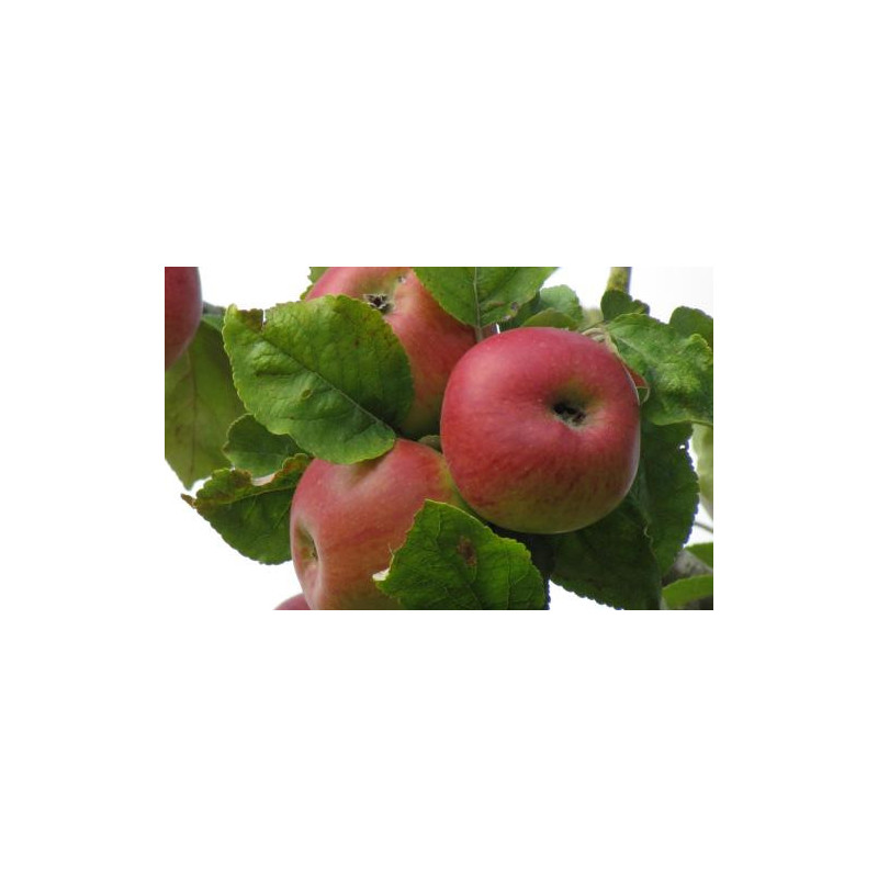 Macieira Belle Fleur simples ( Malus Domestica)