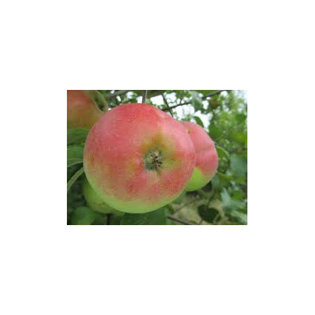 Macieira Cwastresse ( Malus Domestica)