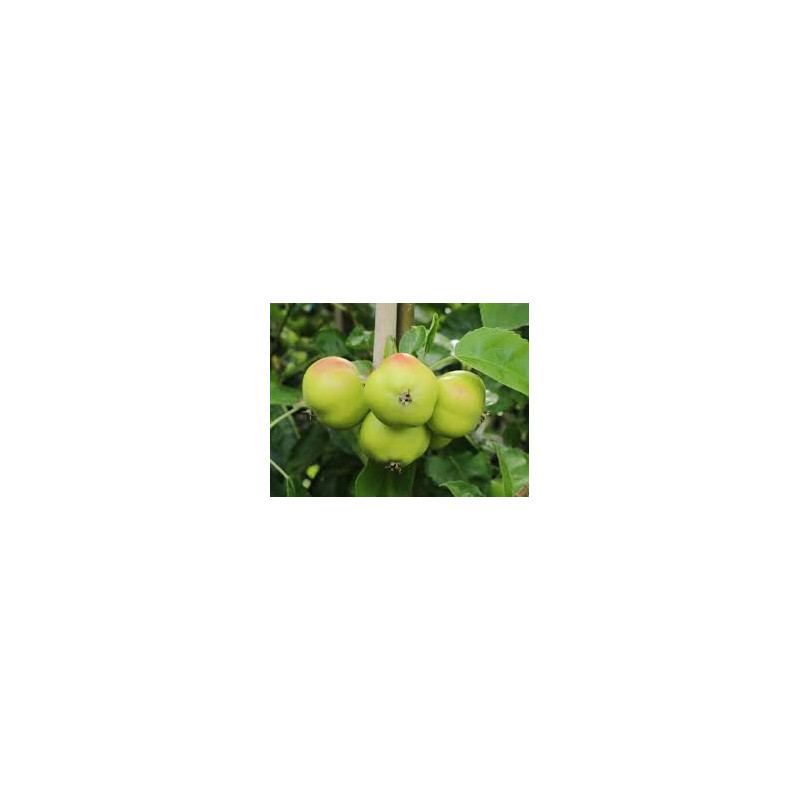 Macieira Apistar ( Malus Domestica)