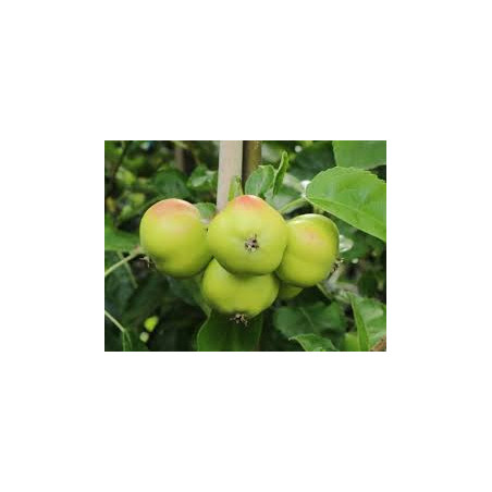 Macieira Apistar ( Malus Domestica)