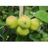 Macieira Apistar ( Malus Domestica)
