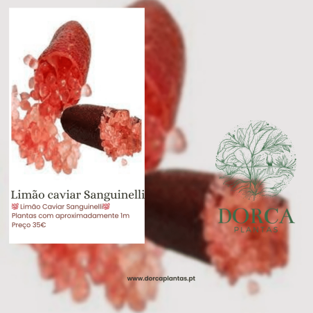 Limão Caviar Sanguinelli ( Citrus australasica)