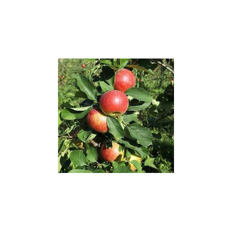 Macieira Topázio ( Malus Domestica)