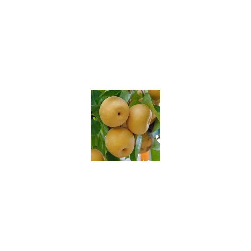 Pera Nashi Hosui ( Pyrus Pyrifolia)
