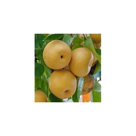 Pera Nashi Hosui ( Pyrus Pyrifolia)