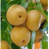 Pera Nashi Hosui ( Pyrus Pyrifolia)