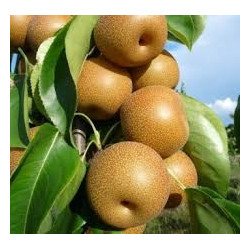 Pera Nashi Kosui ( Pyrus Pyrifolia)