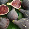 Figueira Coll Damme Noire ( Unifera)