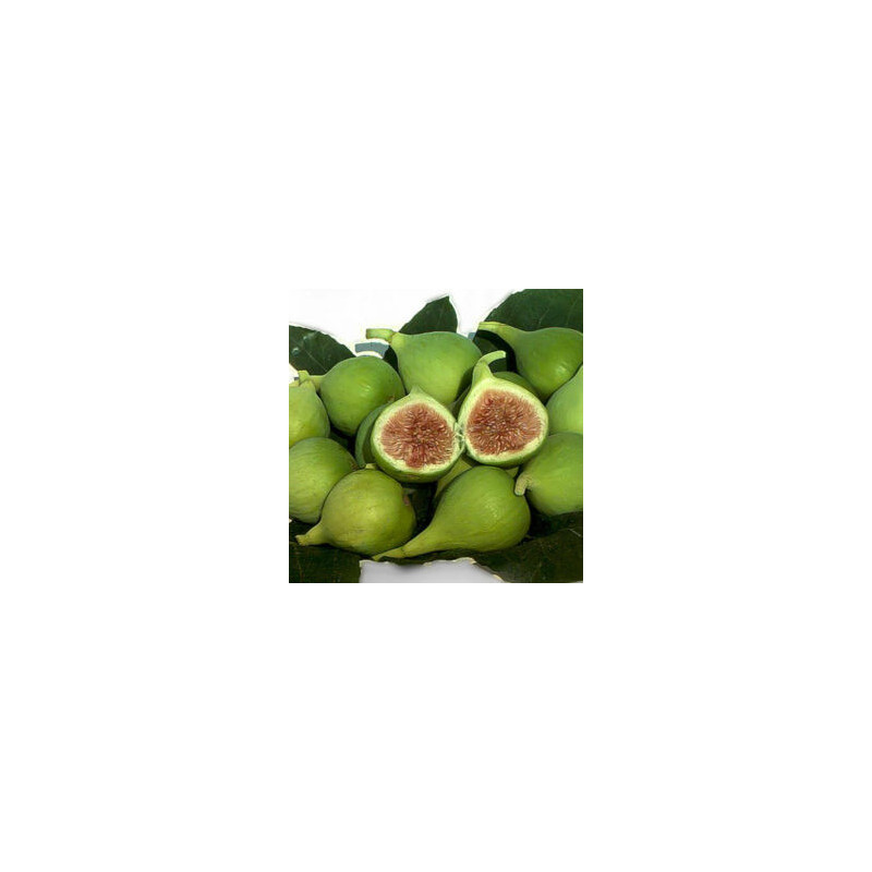 Figueira Conadria  ( Bifera)