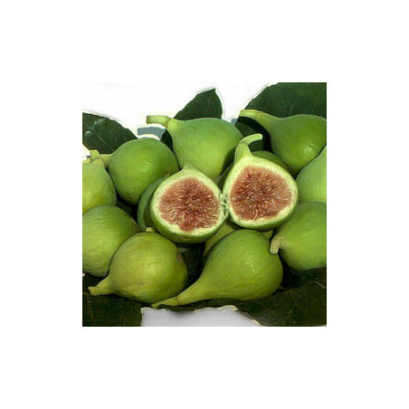 Figueira Conadria  ( Bifera)