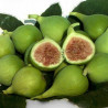 Figueira Conadria  ( Bifera)