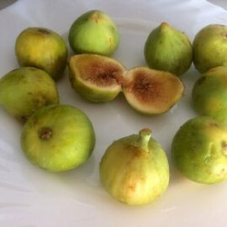 Figueira Cuello de  Dama Blanco ( Bífera)