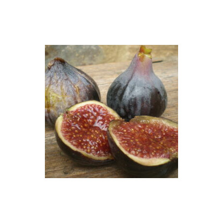 Figueira Black Lady Neck ( Bifera)
