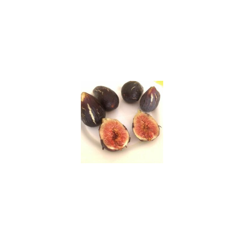 Figueira Napolitana Preta ( Bifera)