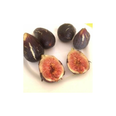 Figueira Napolitana Preta ( Bifera)