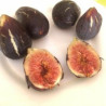 Figueira Napolitana Preta ( Bifera)