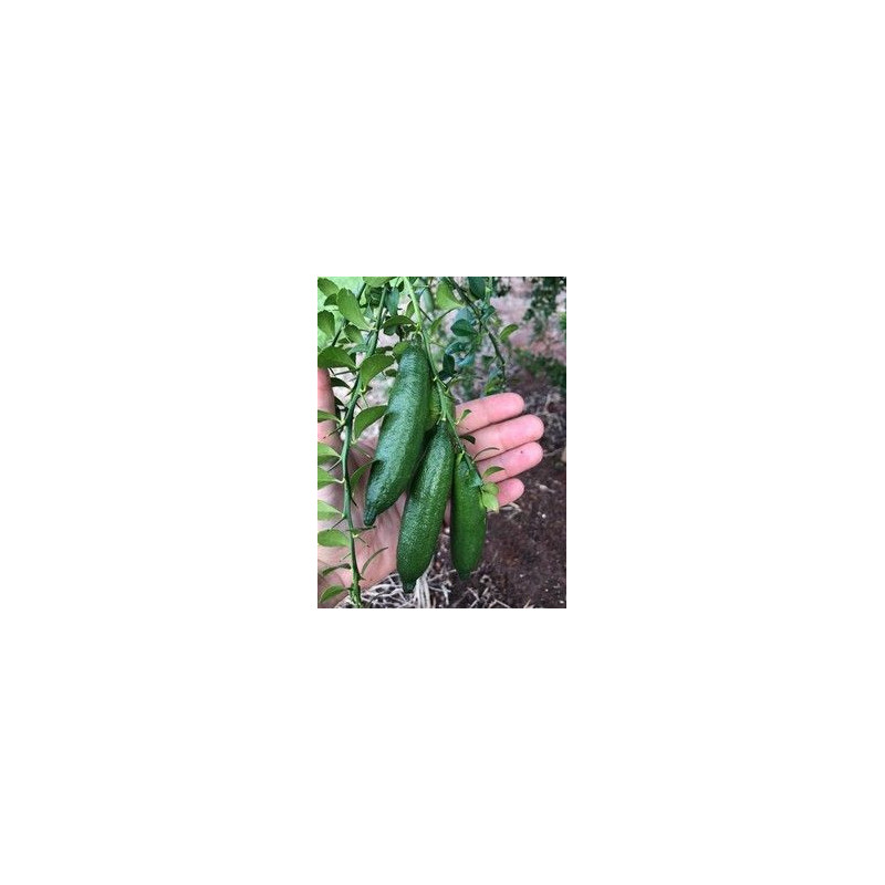 Limão Caviar Verde ( Citrus australasica)