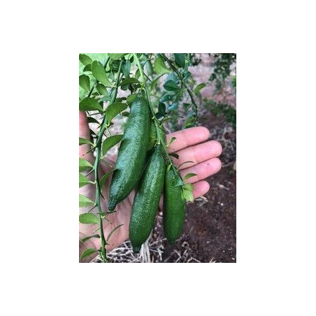 Limão Caviar Verde ( Citrus australasica)