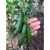 Limão Caviar Verde ( Citrus australasica)
