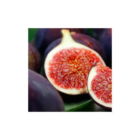 Figueira Santo António ( Bifera)