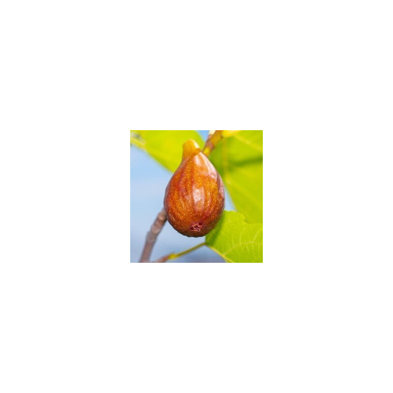 Figueira Brunswick ( Bifera)