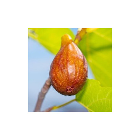 Figueira Brunswick ( Bifera)