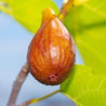 Figueira Brunswick ( Bifera)