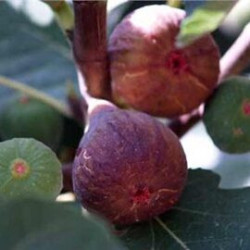 Figueira Dauphine ( Bifera)