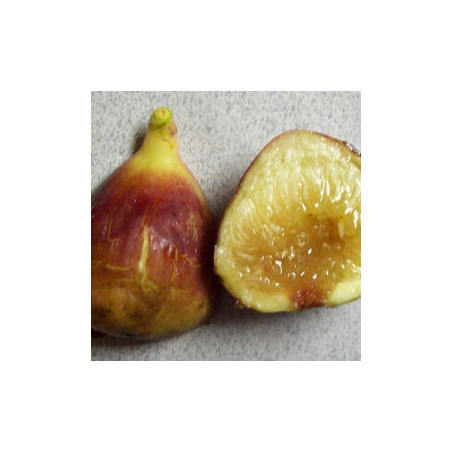 Figueira Osborn Polífico ( Bifera)