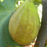 Figueira Dálmata ( Tipo San Pietro)