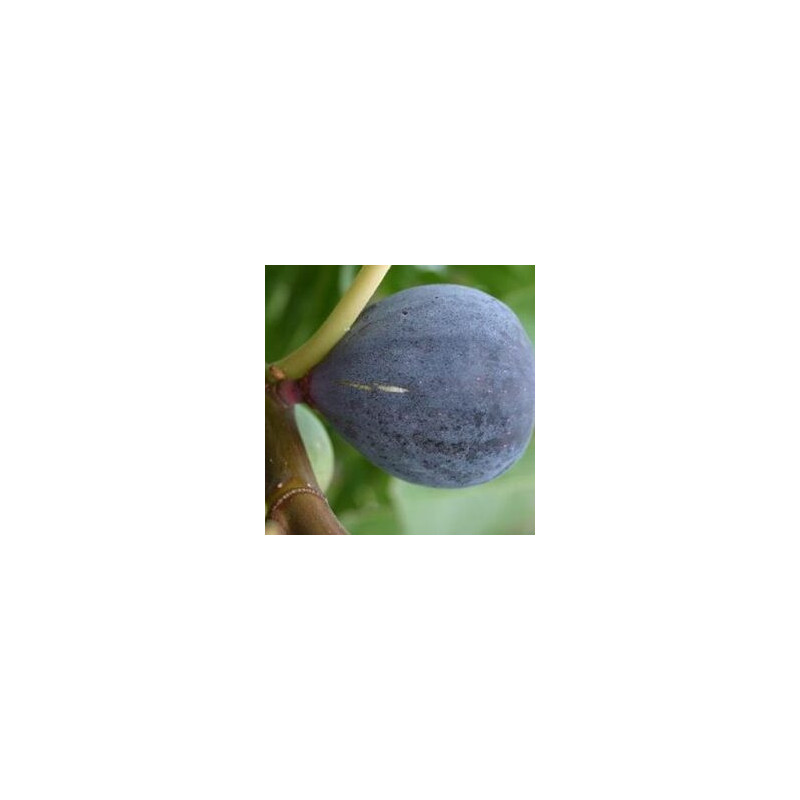 Figueira Sultane ( Bifera)